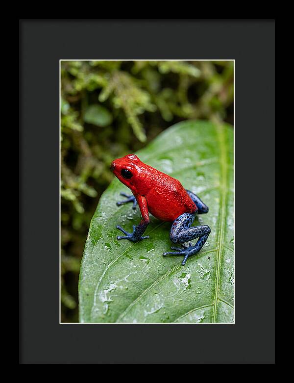 Poison Dart Frog On Leaf