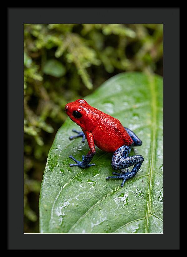 Poison Dart Frog On Leaf