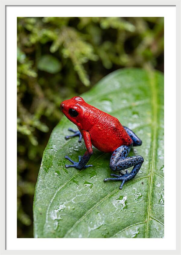 Poison Dart Frog On Leaf