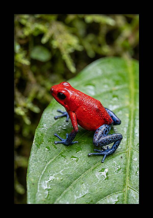 Poison Dart Frog On Leaf
