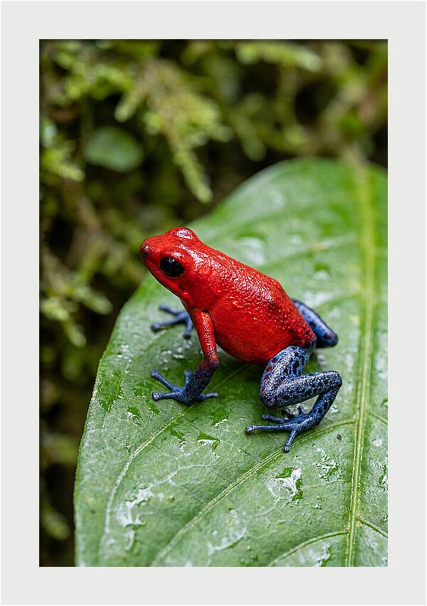 Poison Dart Frog On Leaf