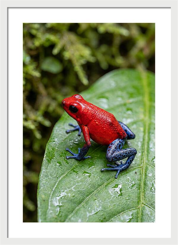 Poison Dart Frog On Leaf