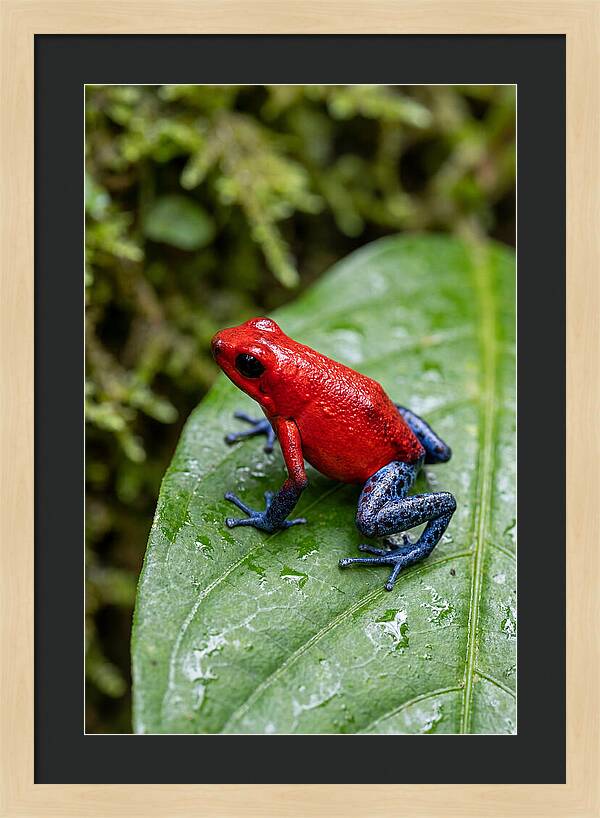 Poison Dart Frog On Leaf