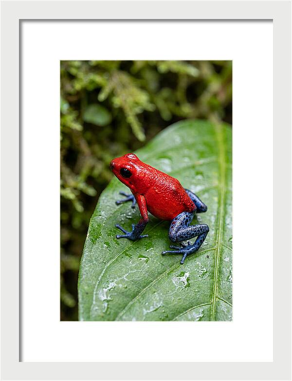 Poison Dart Frog On Leaf