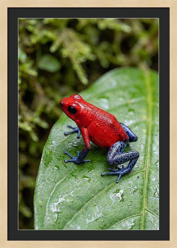 Poison Dart Frog On Leaf