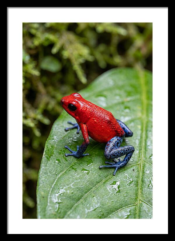 Poison Dart Frog On Leaf