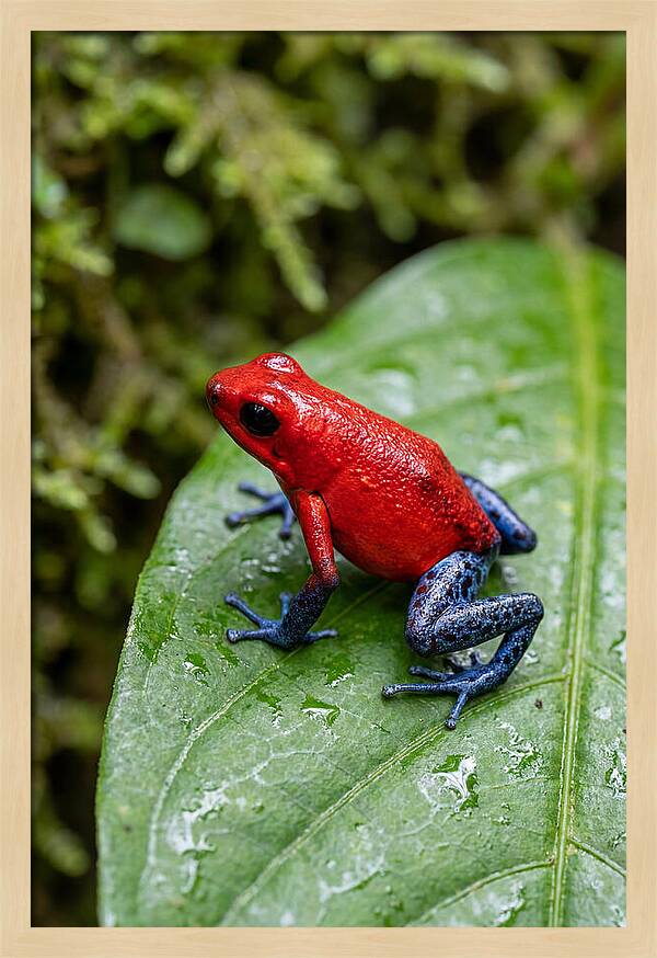 Poison Dart Frog On Leaf