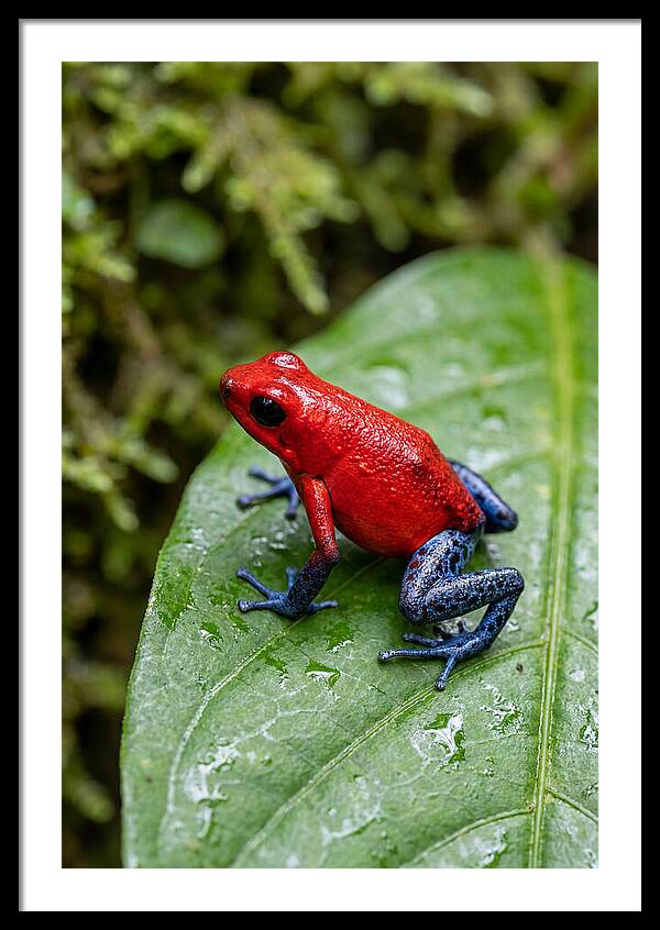Poison Dart Frog On Leaf