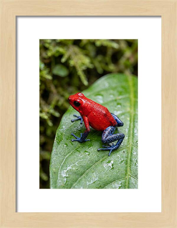 Poison Dart Frog On Leaf