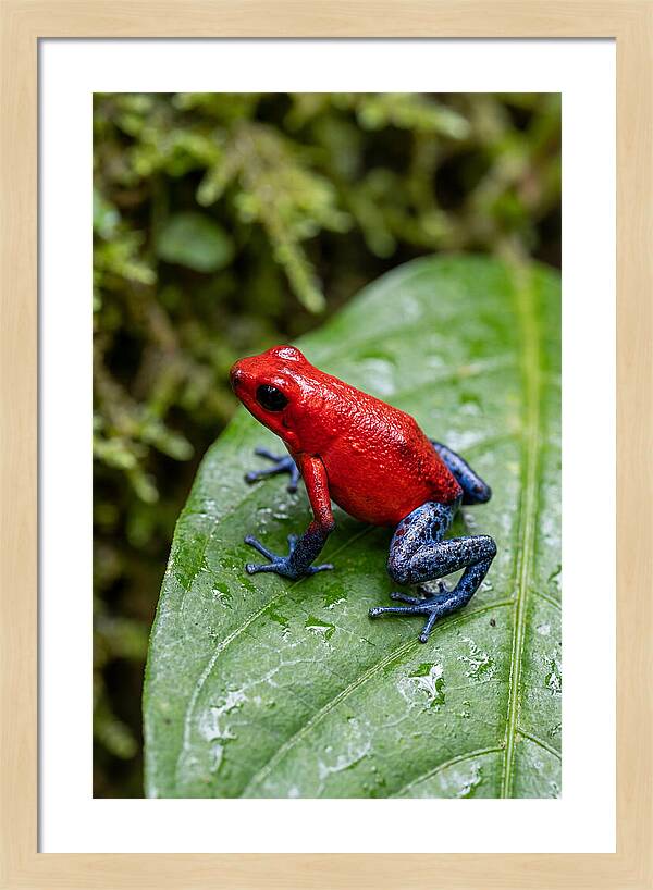Poison Dart Frog On Leaf