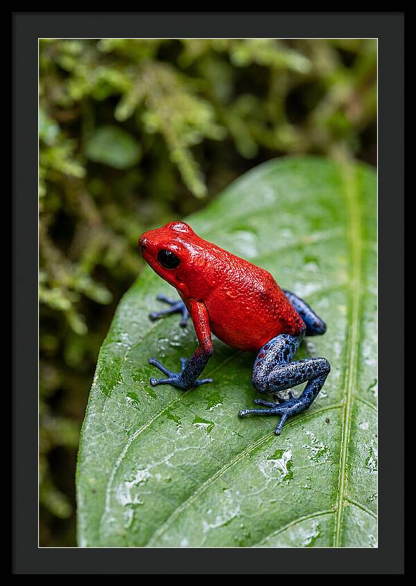 Poison Dart Frog On Leaf