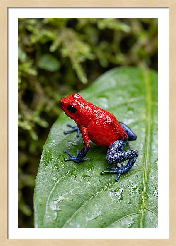 Poison Dart Frog On Leaf