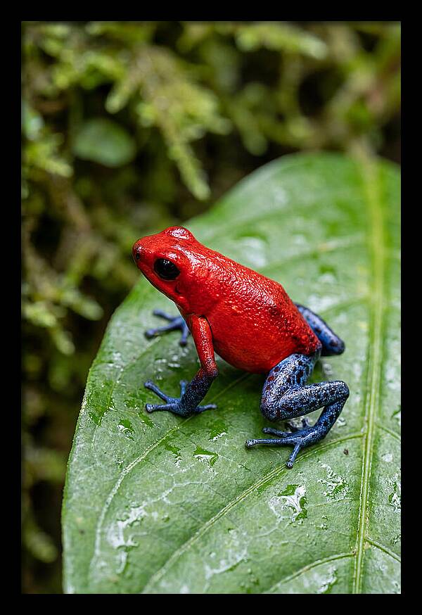 Poison Dart Frog On Leaf