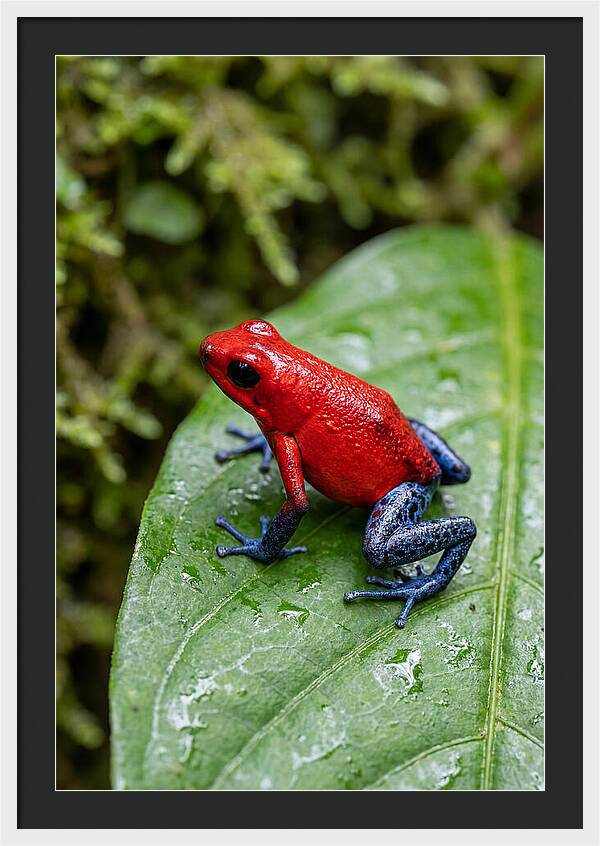 Poison Dart Frog On Leaf