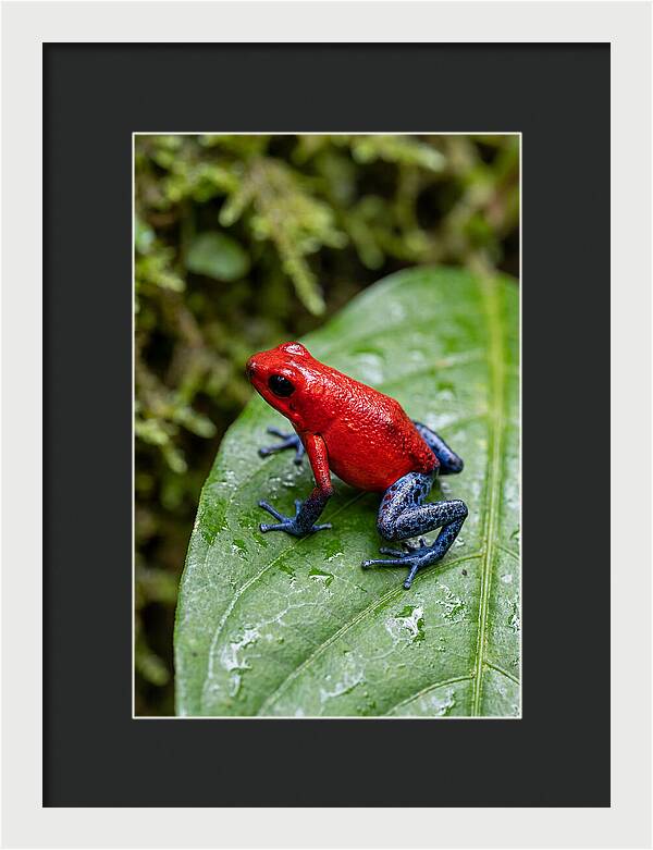 Poison Dart Frog On Leaf