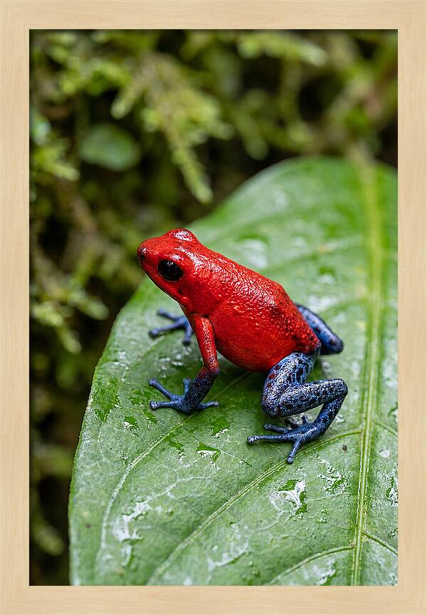 Poison Dart Frog On Leaf