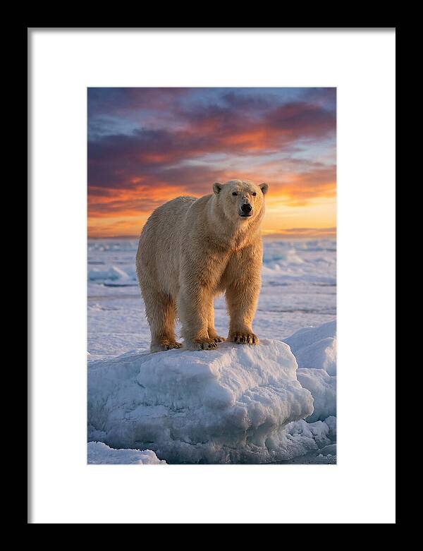 Polar Bear At Sunset