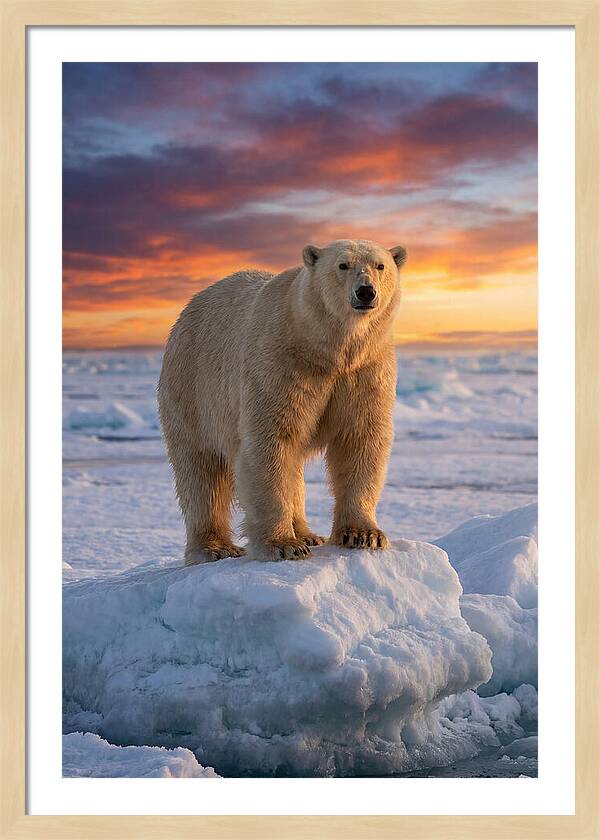 Polar Bear At Sunset