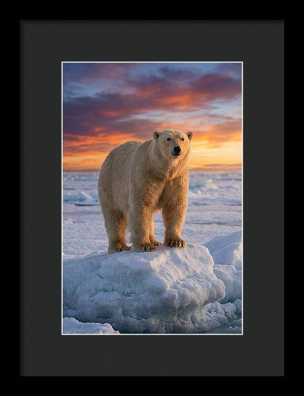 Polar Bear At Sunset