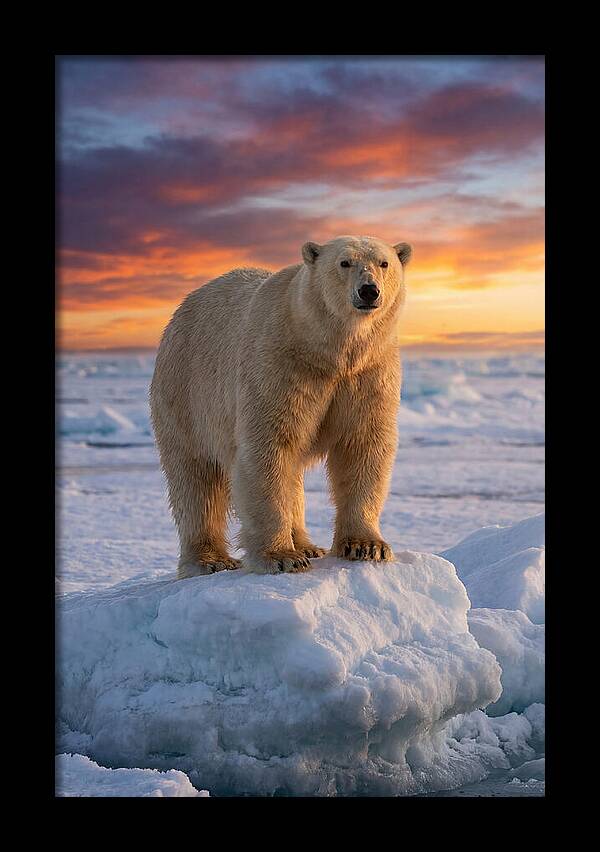 Polar Bear At Sunset