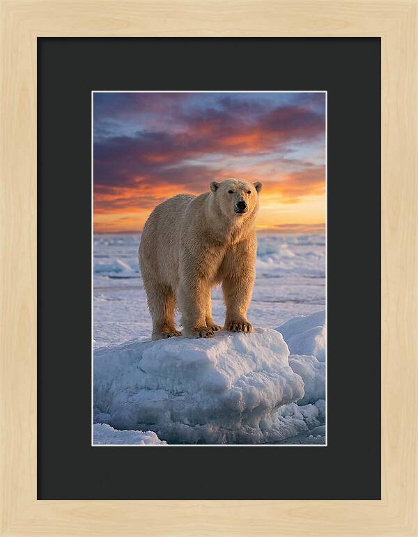 Polar Bear At Sunset