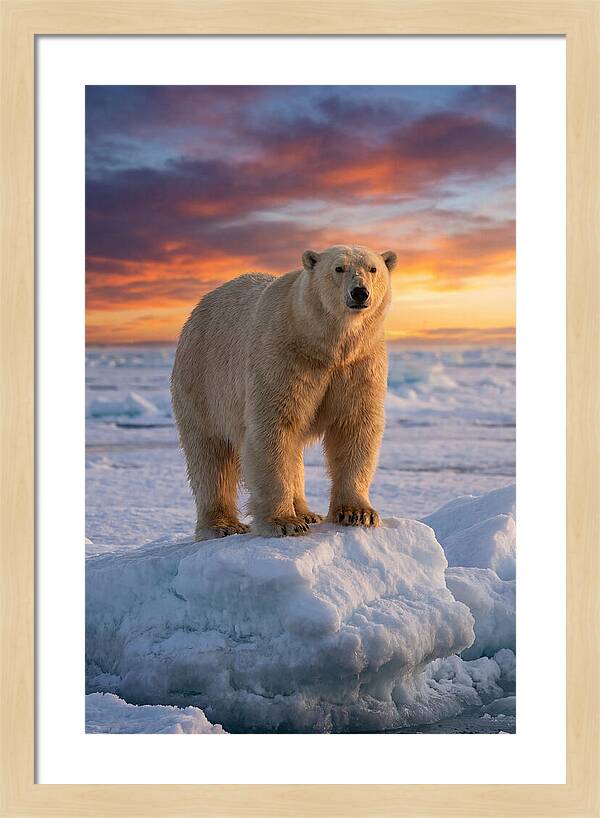 Polar Bear At Sunset