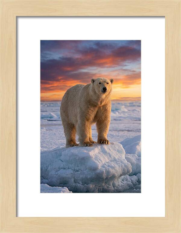 Polar Bear At Sunset