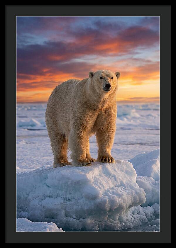 Polar Bear At Sunset