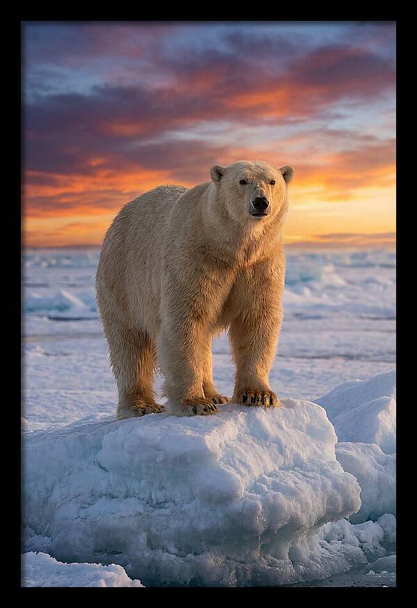 Polar Bear At Sunset