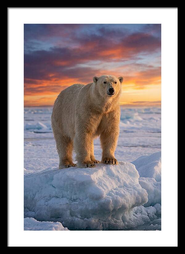 Polar Bear At Sunset