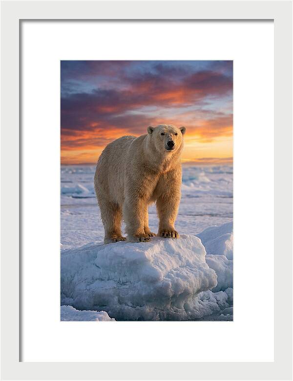 Polar Bear At Sunset