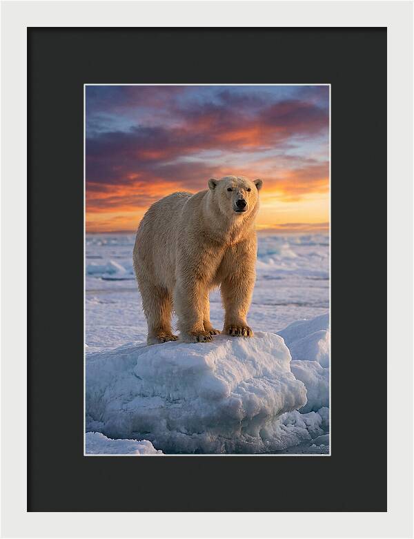 Polar Bear At Sunset