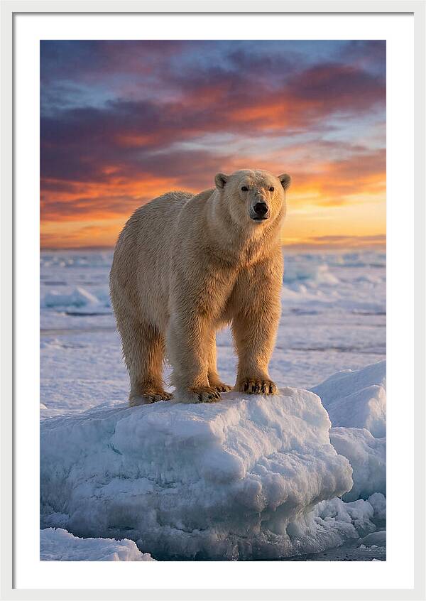 Polar Bear At Sunset