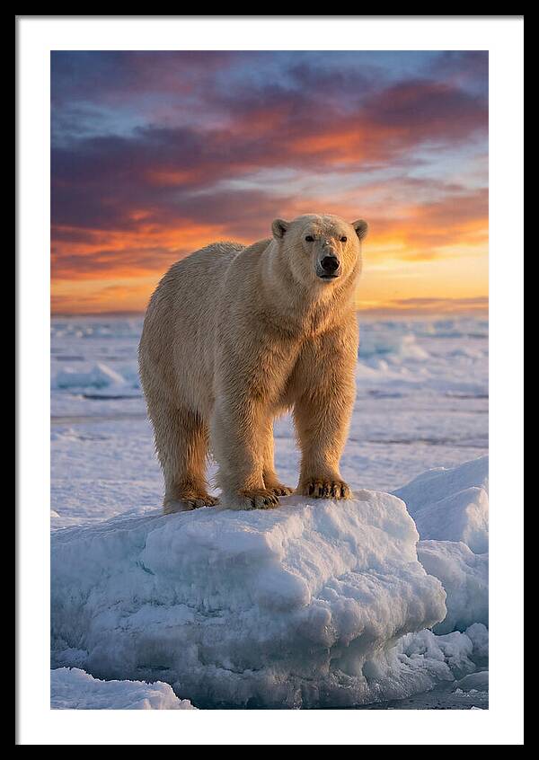 Polar Bear At Sunset