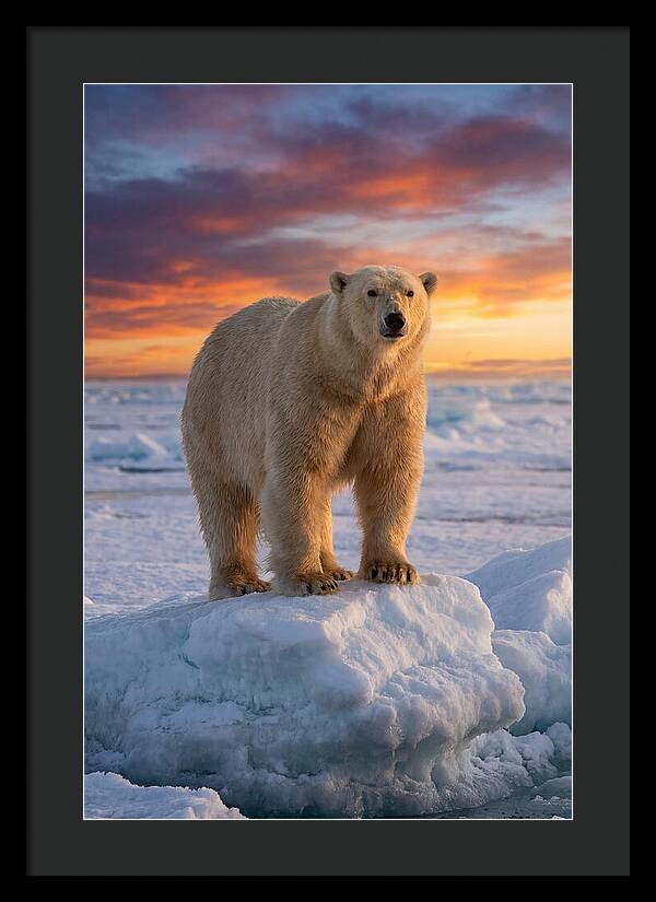 Polar Bear At Sunset