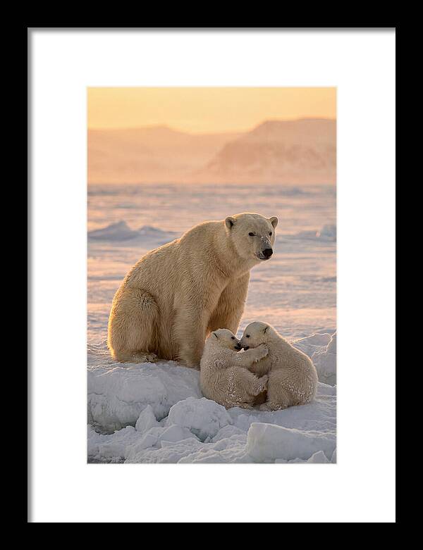 Polar Bear Family On Ice