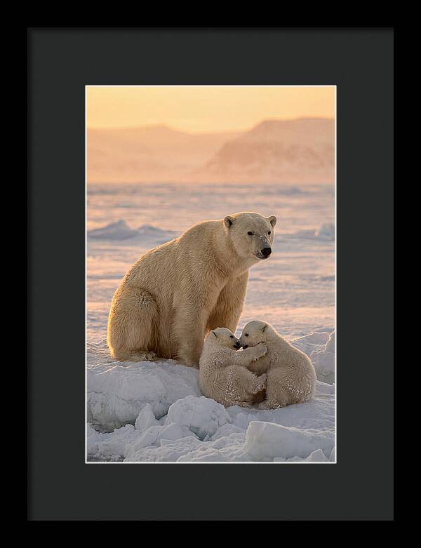 Polar Bear Family On Ice
