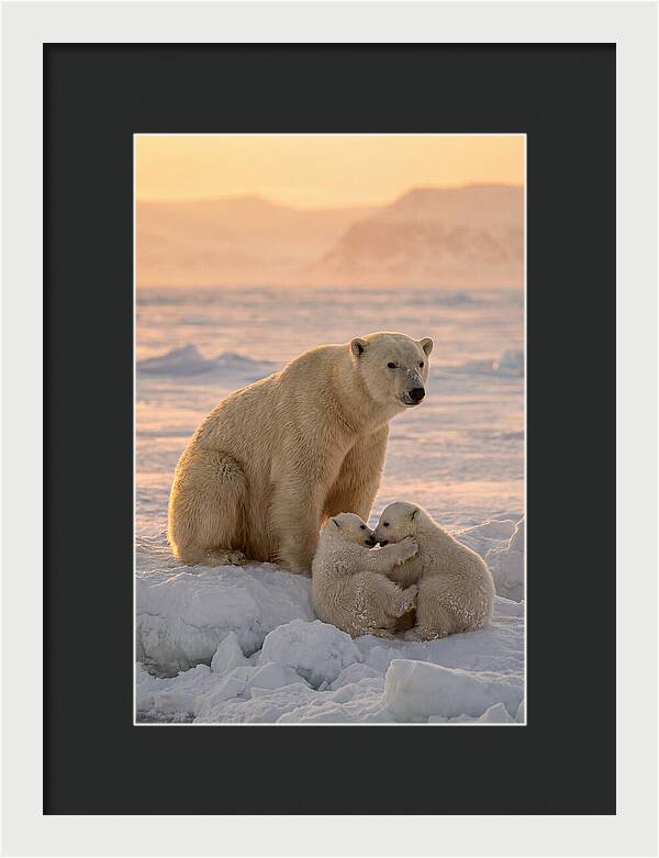 Polar Bear Family On Ice