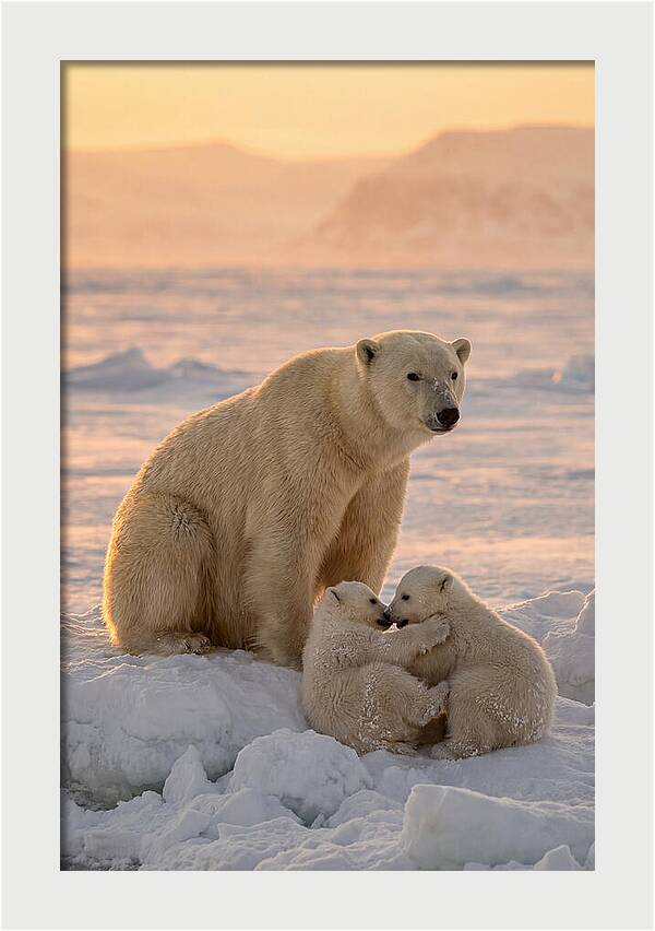 Polar Bear Family On Ice