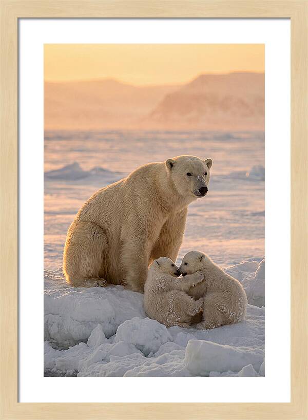 Polar Bear Family On Ice