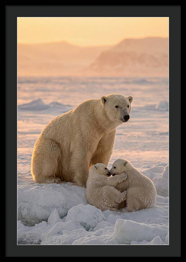 Polar Bear Family On Ice
