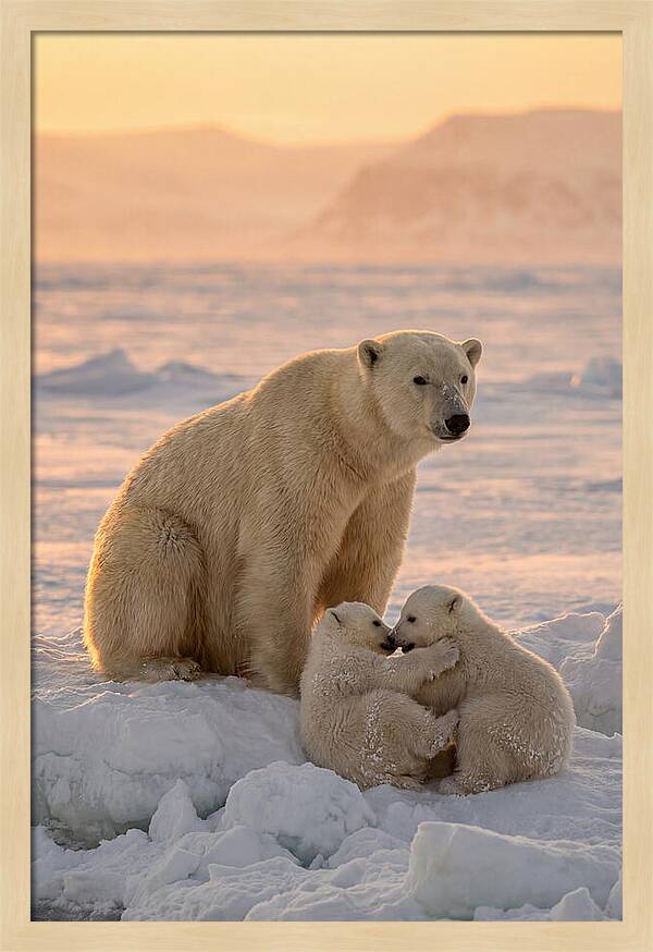 Polar Bear Family On Ice