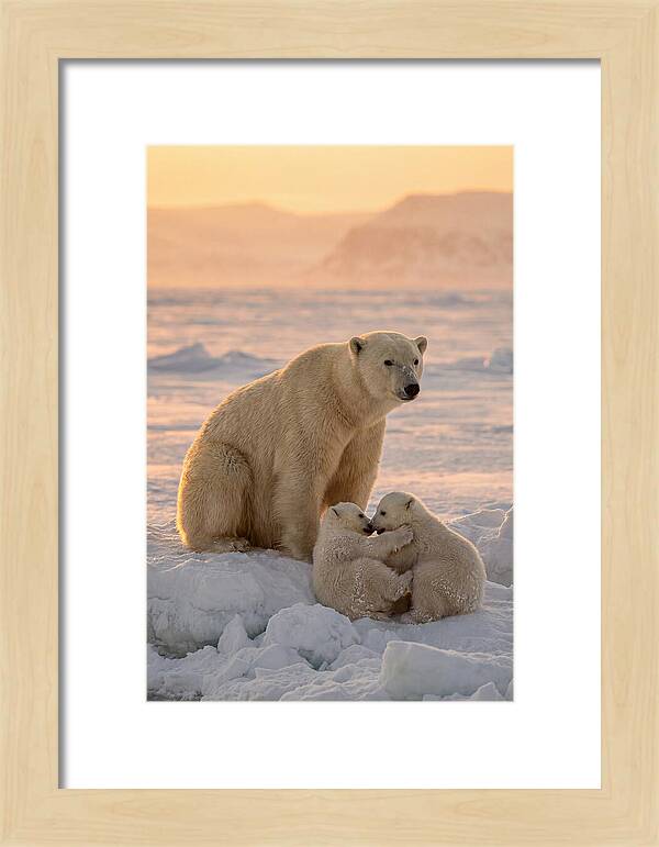 Polar Bear Family On Ice