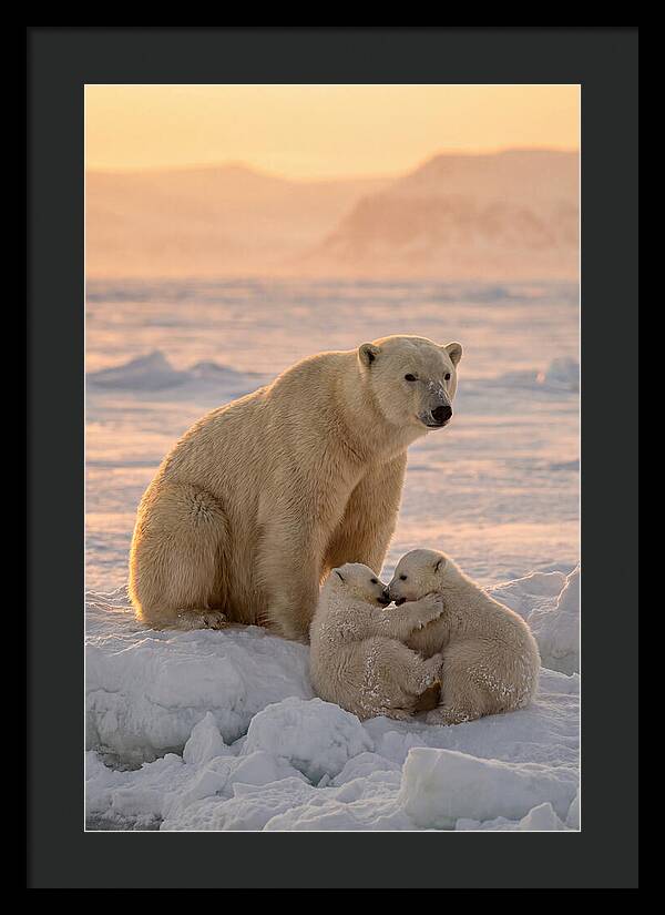 Polar Bear Family On Ice