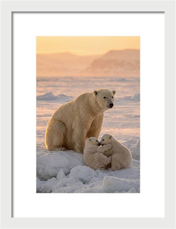 Polar Bear Family On Ice