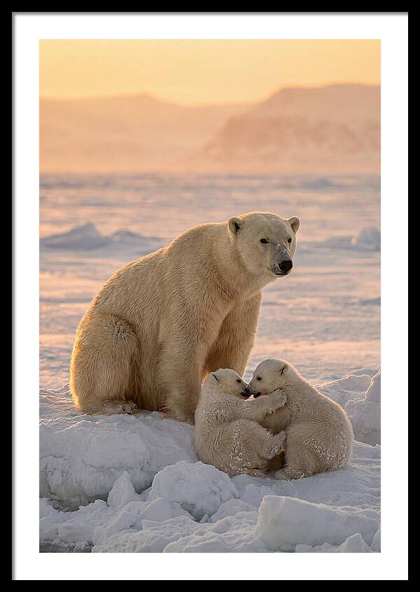 Polar Bear Family On Ice