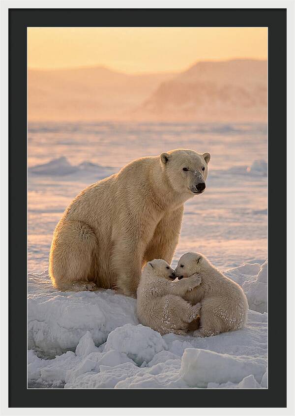 Polar Bear Family On Ice