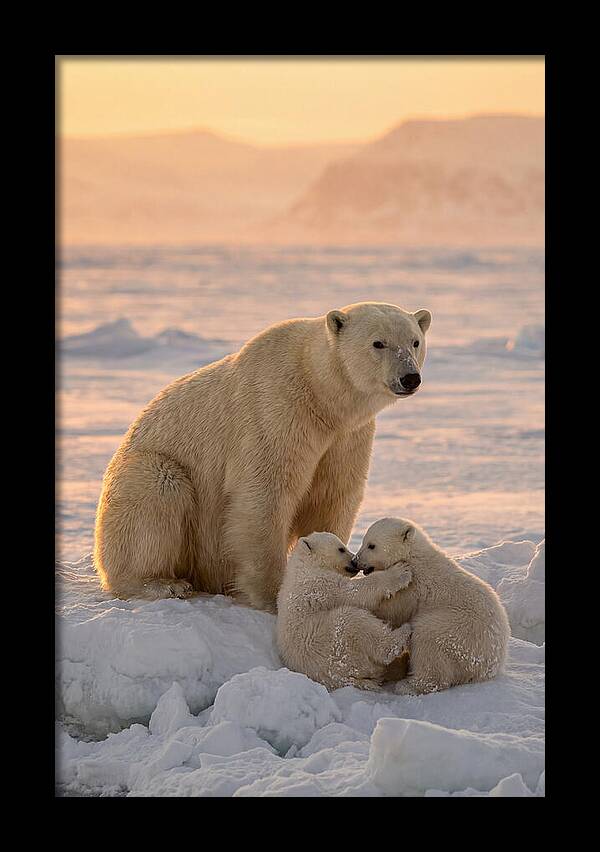 Polar Bear Family On Ice