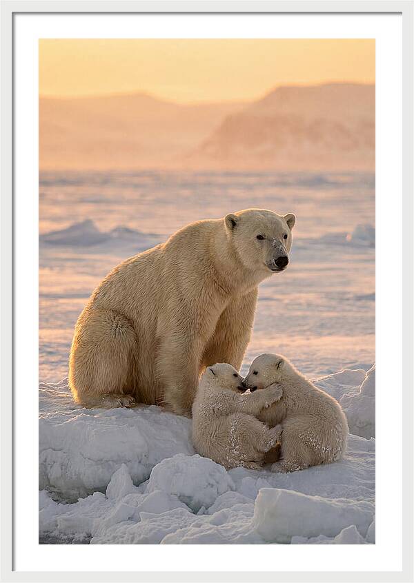 Polar Bear Family On Ice
