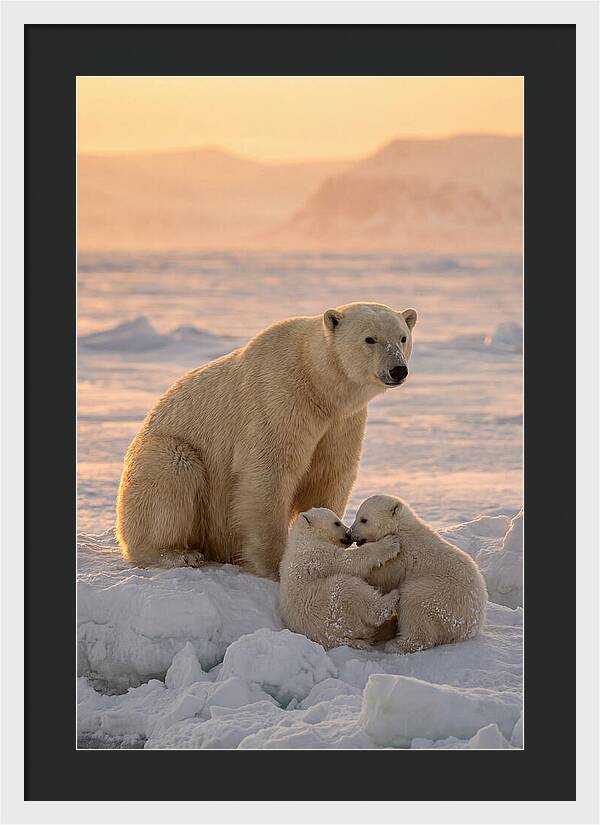 Polar Bear Family On Ice
